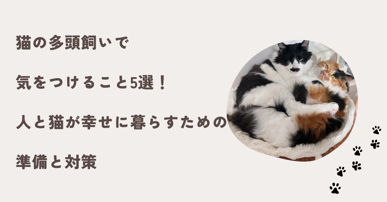 猫の多頭飼いで気をつけること5選！人と猫が幸せに暮らすための準備と対策 | ぬくもりの部屋